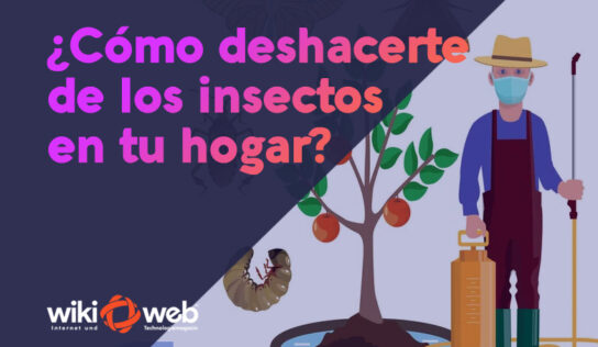 ¿Cómo deshacerte de los insectos en tu hogar?