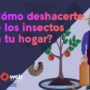 Cómo deshacerte de los insectos en tu hogar