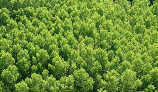 DXC Technology colabora con el proyecto de reforestación Motor Verde de Fundación Repsol