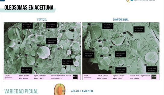 Fertizel «biohackea» la aceituna dando un 15% más de oleosomas, 25% más de cosecha y reduce la vecería