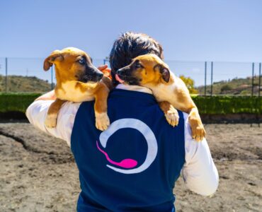 La clonación animal, una práctica aprobada por la Unión Europea y el Vaticano