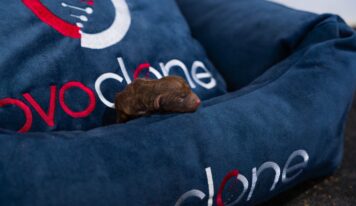 Nace el primer clon de 2025: un año prometedor para la clonación animal