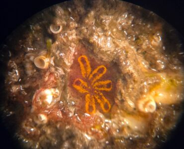 Primer ensayo mediterráneo que valida el uso de materiales sostenibles para la regeneración marina