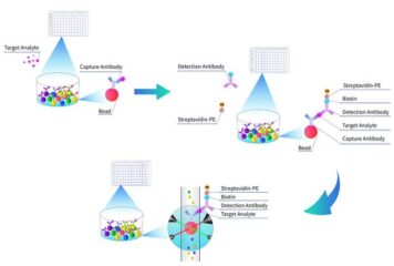 La tecnología Multiplex Assay de Cloud-Clone facilita el análisis simultáneo de biomarcadores en investigación de precisión