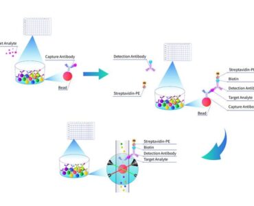 La tecnología Multiplex Assay de Cloud-Clone facilita el análisis simultáneo de biomarcadores en investigación de precisión
